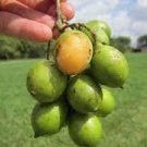 100 Lemon Sweet Spanish Lime Seeds Lemon Sweet Spanish Lime Seeds