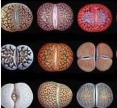 10 Mixed 10 Types of Lithops varieties living stones succulent bonsai Seeds