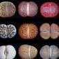 10 Mixed 10 Types of Lithops varieties living stones succulent bonsai Seeds