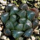 5 Haworthia Obtusa Yamada Black Succulent Seeds