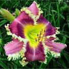 100 Hemerocallis Middendorffii Daylily Seeds