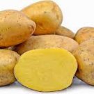 150 Piece Potato Yukon Gold Flavorful Yellow-Skinned and Yellow-fleshed Seeds