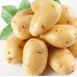 150 Piece Potato Yukon Gold Flavorful Yellow-Skinned and Yellow-fleshed Seeds
