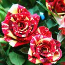 50 Heirloom Beautiful Meteor Shower Rose Seeds