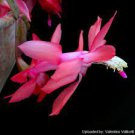 20 Beautiful Zygocactus Truncatus,schlumbergera Plants seeds
