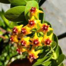 100 Flower Bonsai Hoya Kerrii Bonsai (December Orchid) Seeds