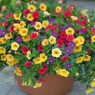 200 Bonsai Hanging Petunia Garden Petunia Mixed Color Potted Perennial Flower Seeds