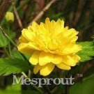 50 Garden Flower Bonsai Kerria Japonica Sophora Japonica Flowering Tree Bonsai Flowers Seeds