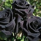 50 Turkey Black Rose Shrub Plant Flower Seeds