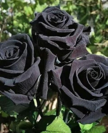 50 Turkey Black Rose Shrub Plant Flower Seeds