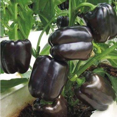 200 Giant Sweet Pepper Rose Red Black Yellow White Seeds