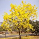 50 Rare Golden Trumpet Tree Plants Seeds