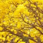 50 Rare Golden Trumpet Tree Plants Seeds