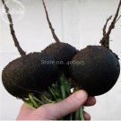 100 Rare Black Small Fruit Radish with White meat Seeds