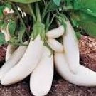 700 Eggplant Seeds Heirloom Moon White Long Hybrid Vegetables Seeds