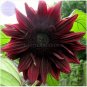 15 Black Magic' Almost Black Red Ornamental Sunflowers Seeds