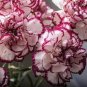 100 Double Striped Yellow Red Carnation Cut Flower Seeds
