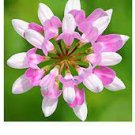 50 Coronilla Varia Heirloom Bonsai Flowers Seeds