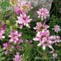 50 Coronilla Varia Heirloom Bonsai Flowers Seeds