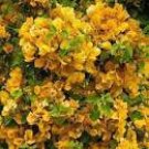 100 Bougainvillea Seeds Orangish Golden Color Seeds