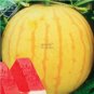 100 Yellow Skin Red Seedless Watermelon Seeds