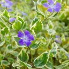 10 Rare Beautiful Purple Periwinkle Vinca major Flower Seeds
