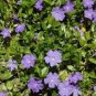 10 Rare Beautiful Purple Periwinkle Vinca major Flower Seeds