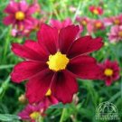20 The Rarest Mercury Rising Coreopsis Dark Red Cosmos Flower Seeds