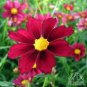 20 The Rarest Mercury Rising Coreopsis Dark Red Cosmos Flower Seeds