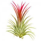 50 Air Plant Tillandsia Tillandsia Ionantha Soilless Seeds