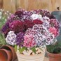 100 Sweet William Mixed Dianthus Barbatus Seeds
