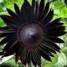 300 Heirloom Black Univalve Sunflower Seeds