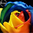 50 Colorful Rainbow Rose Valentine Lover Flower Seeds