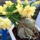 2  'Whirlwind' Yellow Adenium Bonsai Seeds