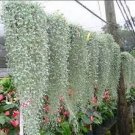 100 Dichondra Repens Seeds Silver Falls in Hanging Baskets Seeds