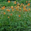 20 Geum 'Totally Tangerine' Avens Flower Seeds