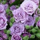 20 The Rare Light Purple Rose with Three Spirals Perennial Flower Seeds