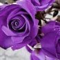 20 The Rare Light Purple Rose with Three Spirals Perennial Flower Seeds