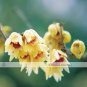 8 Chinese Flower Yellow Fragrant Winterseet Chimonanthus Praecox for Bonsai Seeds