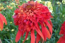 200 Hot papaya' Echinacea Fire Red Bonsai Coneflower Seeds
