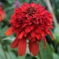 200 Hot papaya' Echinacea Fire Red Bonsai Coneflower Seeds