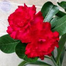 2 Fresh Red Adenium Desert Rose Bonsai Seeds