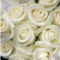 50 Rose Purely White European Flower Seeds