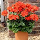 10 Geranium Orangish Red Ball-typed Big Blooms Bonsai Flowers Seeds