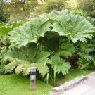 50 Gunnera Manicata Bonsai Also Called Giant Rhubarb Bonsai Seeds