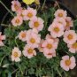 100 Rare Exotic Rainbow Oxalis Wood Sorrel Flower Bonsai Plants Seeds