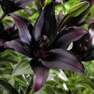 200 Large Bonsai Lilium Flower Seeds