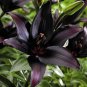 200 Large Bonsai Lilium Flower Seeds