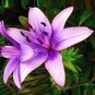 200 Large Bonsai Lilium Flower Seeds
