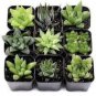 100 Witchford Lithops Succulent Seeds Beautiful Flower Seed Pseudotruncatella Seeds